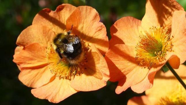 A bee on top of an orange flower 