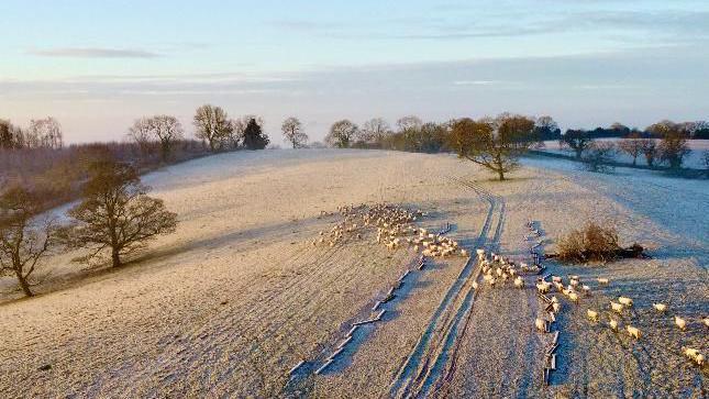 A large number of sheep, seen from a distance in a snow-covered field with a small number of trees scattered around them