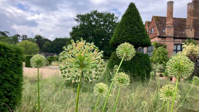 Plants in a field with a house in the back ground 