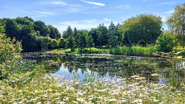 A pond in Coventry