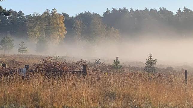 Mist hanging over parkland, with tall autumnal trees of green and gold in the background and small, green fir trees amid long yellow/brown grasses in the foreground