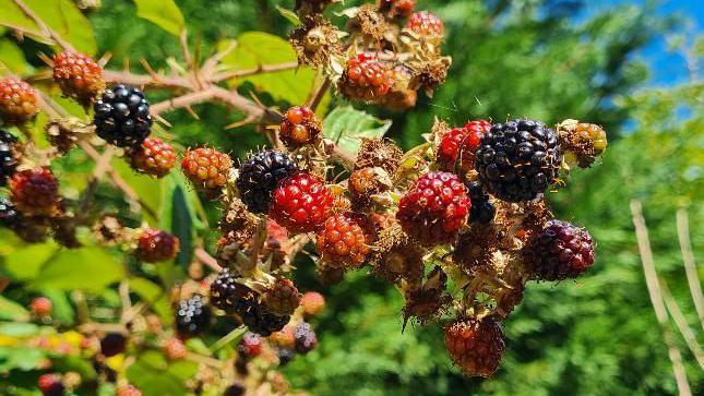 Berries soak up the sun