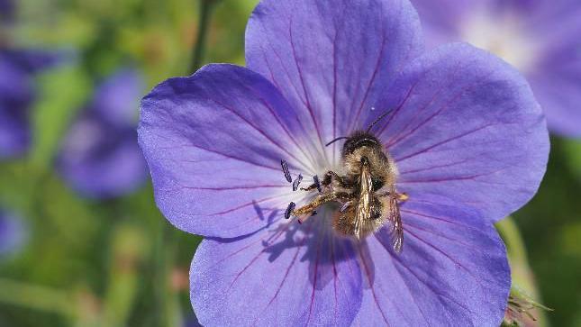 A bee on a flower 