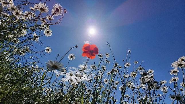 A close-up of flowers under the sun in a bright blue sky