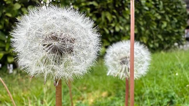 Dandelion clocks