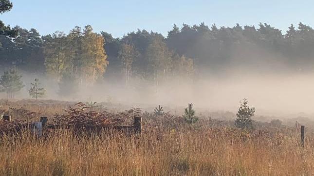 Mist hanging over parkland, with tall autumnal trees of green and gold in the background and small, green fir trees amid long yellow/brown grasses in the foreground