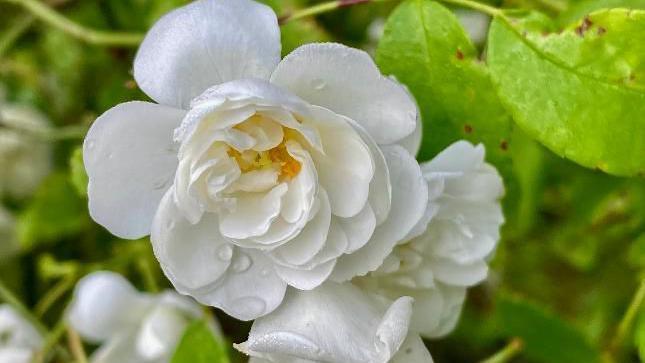 A close up photo of a white flower with rain droplets on the petals