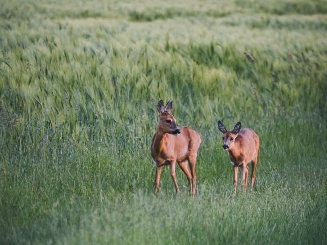 Two brown fawn the the foreground - one slightly ahead of he other and seemingly looking back to the other. They are surrounded by long, lush, green grass