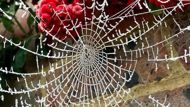 A spider's web with some berries in the background