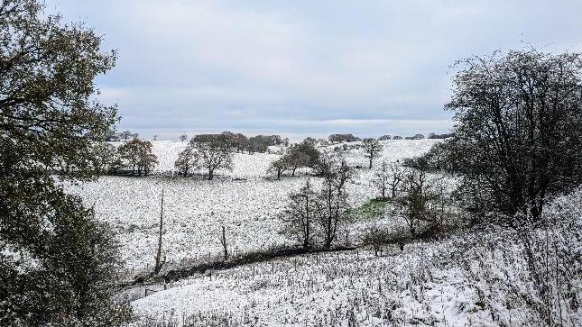 Snow-covered fields bordered by leafless trees