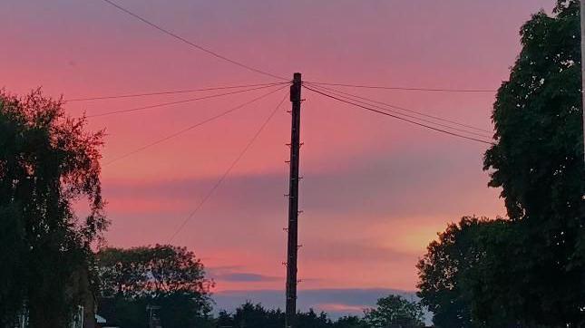 Pink sky behind trees