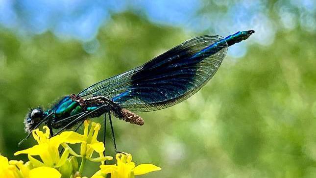 A dragonfly in Croxall, Staffordshire