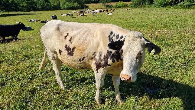 A white and black cow in a field, with more cows in the background