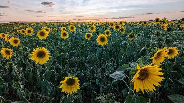 Sunflowers in a field in Surrey