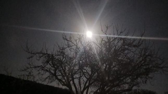 The moon can be seen behind a tree.