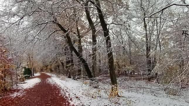 A red gravel path winds through a snow-covered wood