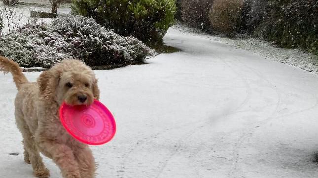 A dog holding a pink frisbee in its mouth mid-run with a road covered in snow next to it