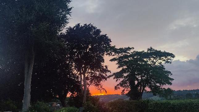 Three trees with the sun setting in the background 