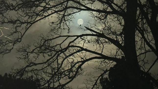 The moon can be seen behind a tree.