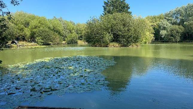 A lake in Headcorn in Kent. The lake is covered in lily pads and there are a number of bushes in the background. 