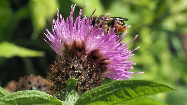 A bee on a flower 