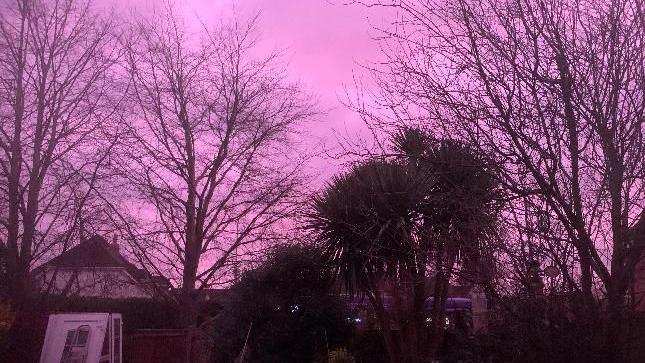 Tree skeletons with a solid purple sky