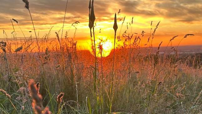 The sun behind wheat and grass in a field 