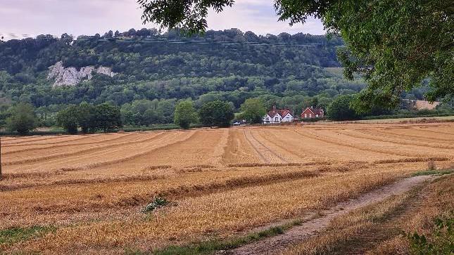 A wheat field. Trees in the distance. A house in front of the trees.