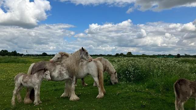 Four large white horses standing in a field under a blue sky