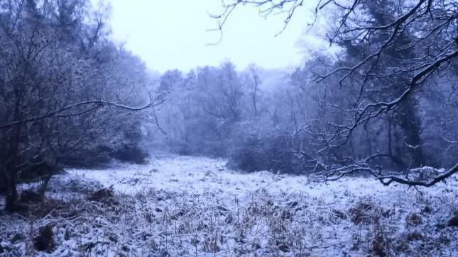 A wooded area in Sidmouth with trees frosted with snow and grass covered in snow