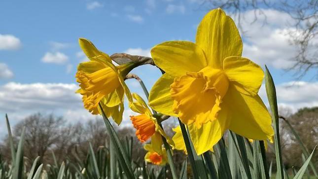 Daffodils blossom in Bromley amid grass, against a blue sky with a few clouds 