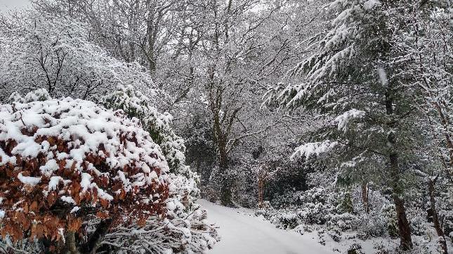 An autumnal orange tree with snow on top with a few other trees surrounding it also with snow on