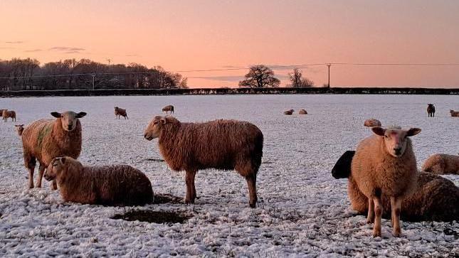 Sheep stand in a snowy field with a pink sky in the background.