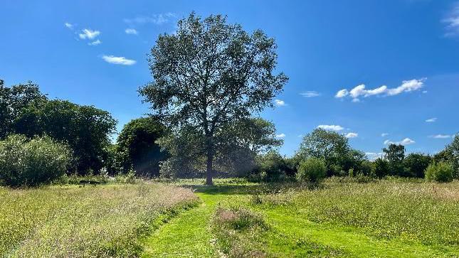 A lush green field, with several mown paths across it and a tree in the middle, all under an almost clear blue sky