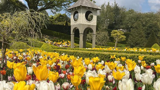 Flowers in Nantwich