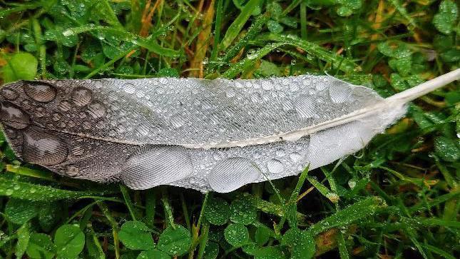 A feather covered in rain droplets 