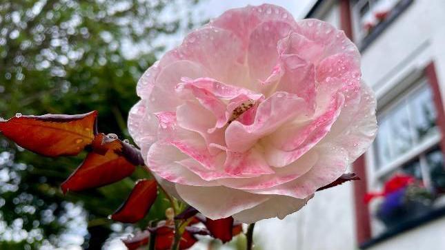 An eden rose flower 