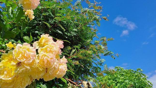 Flowers and plants under the sun 