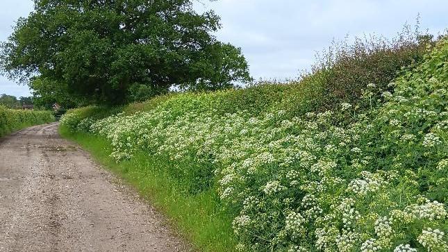 a walking path, grass and bushes 