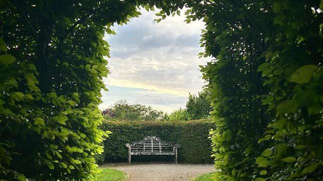 A bench between a hedged archway 