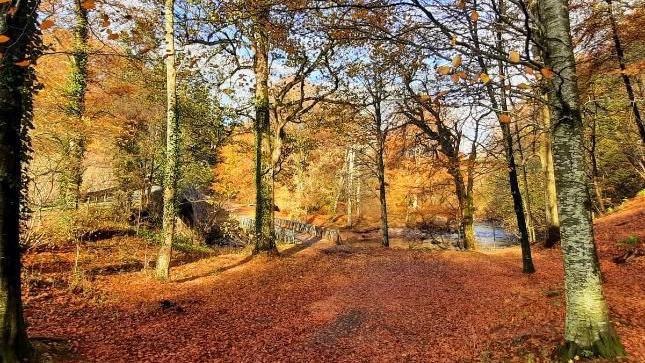 Red leaves carpet the ground in woodland in Askham. The trees are bare and the sun lights up the scene.