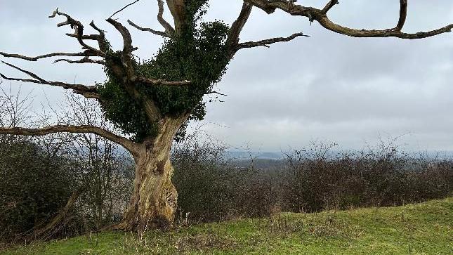 An old tree without leaves standing in a field with a hedge behind it and some sort of plant ground in its branches.