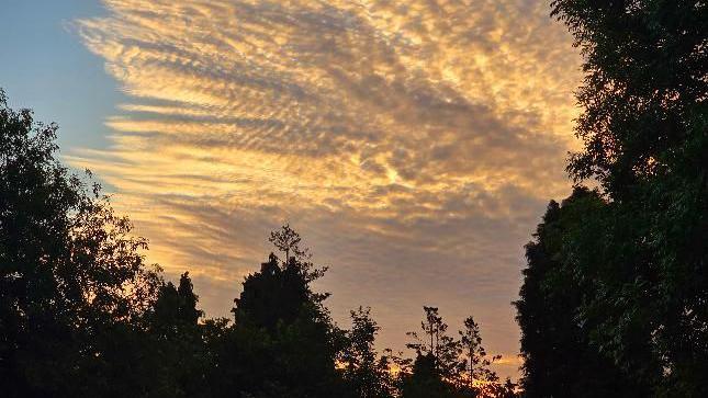 clouds above trees