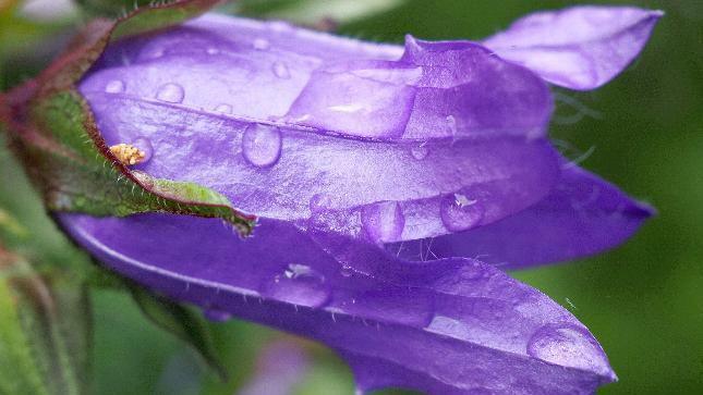 Rain droplets on a purple flower