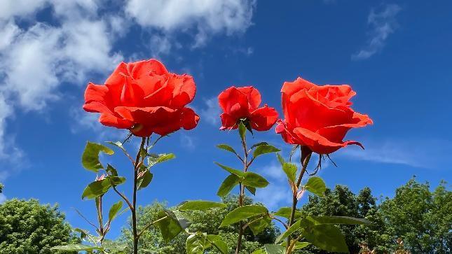 Roses in Wellington Shropshire