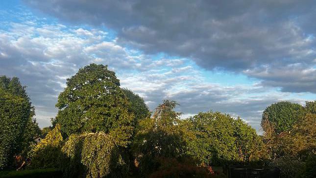 Trees in the sun under clouds 