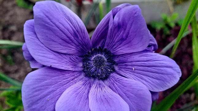 A purple flower in Dorrington