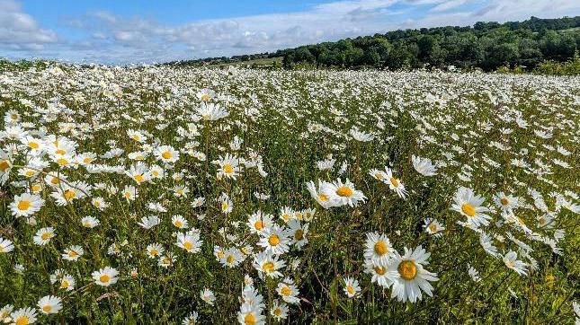 Hundreds of daisies in a field 