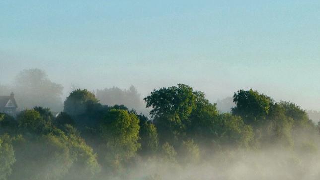 A high view of trees with mist over 