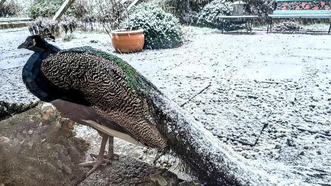 A peacock seen with the back of its plumage covered in snow, the rest of the garden it is in is also covered in snow